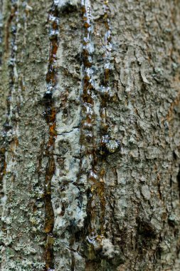  Çam Ağacı Reçinesi. Koyu kehribar reçinesi bir çam ağacının kabuğuna düşer. Ağaç reçinesi bir çam ağacının gövdesinden akar. Yüksek kalite fotoğraf