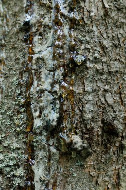  Çam Ağacı Reçinesi. Koyu kehribar reçinesi bir çam ağacının kabuğuna düşer. Ağaç reçinesi bir çam ağacının gövdesinden akar. Yüksek kalite fotoğraf