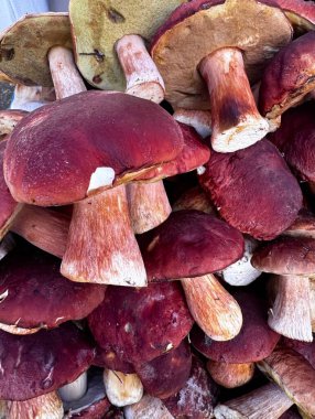 Taze, bir yığın halinde toplanmış yenilebilir porcini mantarı dokusu. Yakın plan. Yüksek kalite fotoğraf