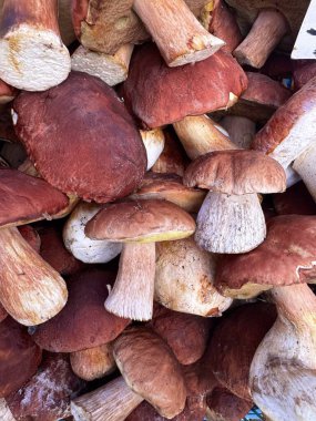 Taze, bir yığın halinde toplanmış yenilebilir porcini mantarı dokusu. Yakın plan. Yüksek kalite fotoğraf