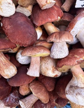 Taze, bir yığın halinde toplanmış yenilebilir porcini mantarı dokusu. Yakın plan. Yüksek kalite fotoğraf