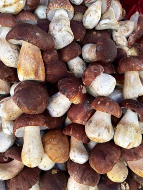 Taze, bir yığın halinde toplanmış yenilebilir porcini mantarı dokusu. Yakın plan. Yüksek kalite fotoğraf