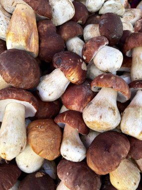 Taze, bir yığın halinde toplanmış yenilebilir porcini mantarı dokusu. Yakın plan. Yüksek kalite fotoğraf