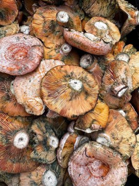 Taze desenli, yenebilir safran süt kapakları yığılmış. Yakın plan. Yüksek kalite fotoğraf