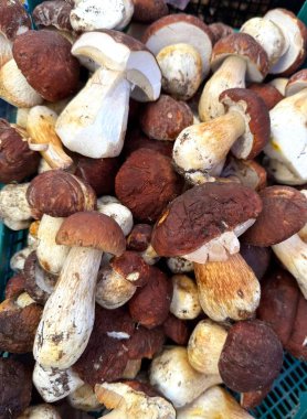 Taze, bir yığın halinde toplanmış yenilebilir porcini mantarı dokusu. Yakın plan. Yüksek kalite fotoğraf