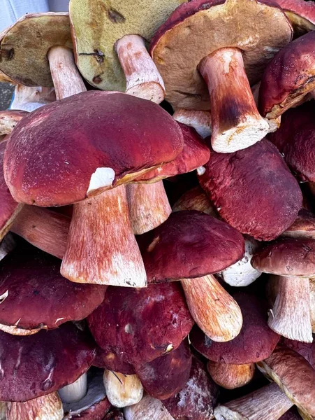 Taze, bir yığın halinde toplanmış yenilebilir porcini mantarı dokusu. Yakın plan. Yüksek kalite fotoğraf