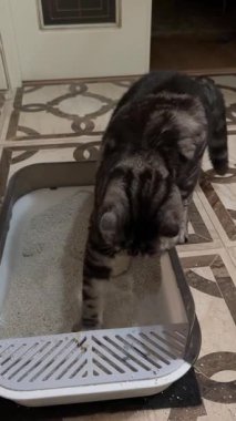 Gri kedi koridordaki çöp kutusundaki tuvalete gider. Yüksek kaliteli FullHD görüntüler