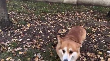 Tatlı bir köpek sonbahar parkında yürüyüş yaparken eğlenir ve eğlenir. Yüksek kaliteli FullHD görüntüler