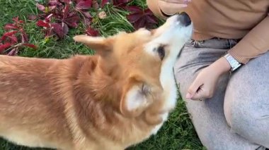 Bir kadın ve köpeği parkta yemek, atıştırma ve kaynaşma paylaşıyorlar. Doğa, sahibi ve Corge yürüyüş, antrenman ve evcil hayvanlarıyla eğlencenin tadını çıkarıyorlar. Yüksek kaliteli FullHD görüntüler