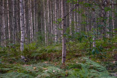 Sonbahar ormanı Sabah ışığında.