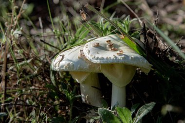 Ormandaki beyaz bir mantarın yakın plan çekimi.
