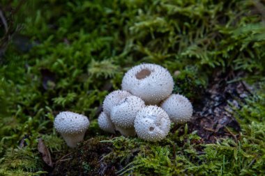 ormanda beyaz mantar