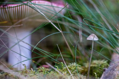 Yosun içinde mantar