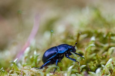Çimenlerdeki mavi böcek.