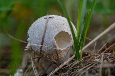 Ormanda beyaz mantar, yakın görüş.