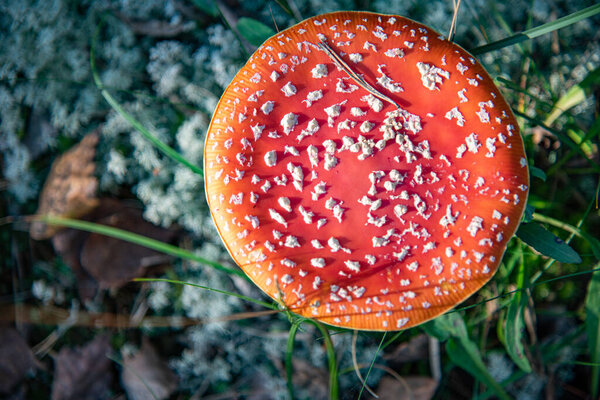 a mushroom in the grass in the autumn
