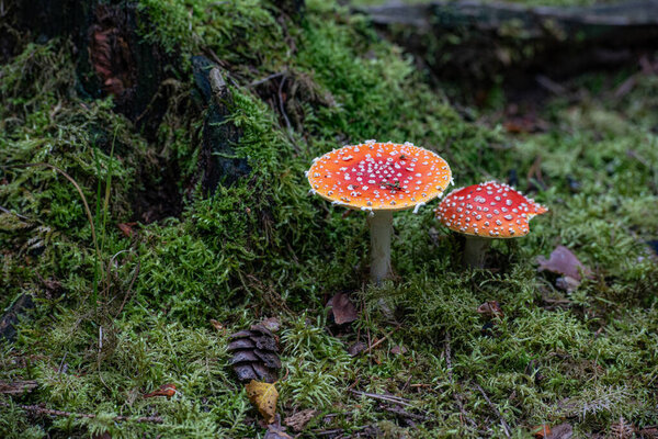 red anita muscarscaria in the forest