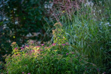 Parktaki güzel bahçe.
