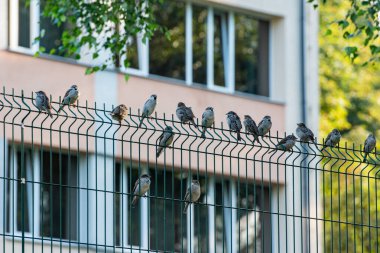 Çitteki güvercinler.