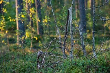 Ormanda yeşil yapraklı bir ağaç. yüksek kaliteli fotoğraf