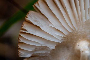 bir ormanda beyaz mantar