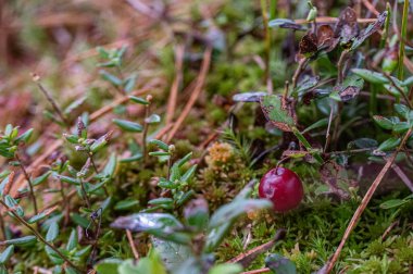 Orman zeminindeki yosunları kapatın.