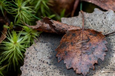 Düşen bir yaprağın yakın plan çekimi.