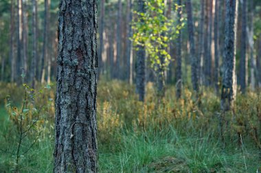 Güzel sonbahar manzarası. Orman, doğa, ağaçlar