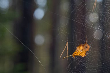 Ormandaki örümcek ağı