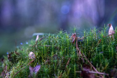 Sonbahar ormanındaki bir ağaçta yosun. makro fotoğraf