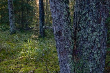 Ağaçlı güzel sonbahar ormanı