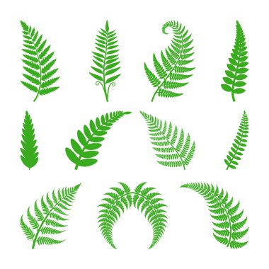 Yeşil eğrelti otu yaprakları botanik çizimleri, eğreltiotu yaprakları. beyaz arkaplanda izole edilmiş,