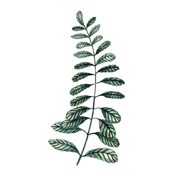 Watercolor green branch illustration for design, patterns, invitations, cards, posters, and natural projects