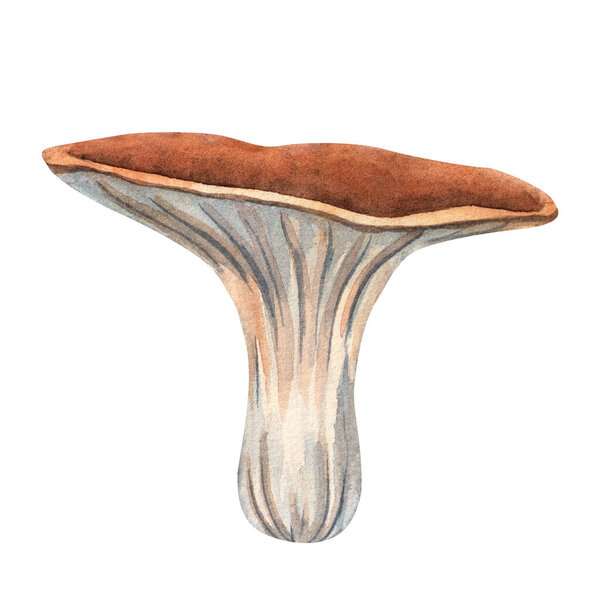 Watercolor chanterelle mushroom illustration, perfect for forest designs, cards, patterns, posters, and kitchen decor.
