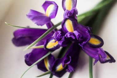 Kiev/Ukrayna - 19 Nisan 2018: içinde belgili tanımlık fotoğraf iris beyaz zemin üzerine taze çiçekler.