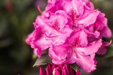 Kiev / Ukrayna - 9 Mayıs 2018: lily çiçekler bahçede içinde belgili tanımlık fotoğraf.