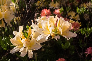 Kiev / Ukrayna - 9 Mayıs 2018: lily çiçekler bahçede içinde belgili tanımlık fotoğraf.
