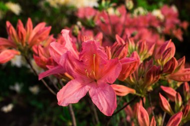 Kiev / Ukrayna - 9 Mayıs 2018: lily çiçekler bahçede içinde belgili tanımlık fotoğraf.