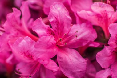 Kiev / Ukrayna - 9 Mayıs 2018: lily çiçekler bahçede içinde belgili tanımlık fotoğraf.