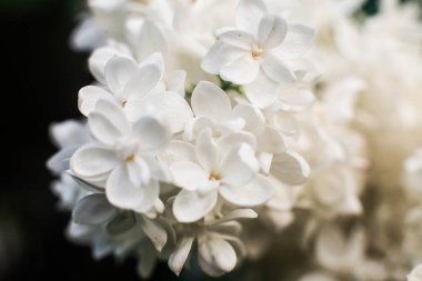 Bir eflatun çiçekler yakın çekim bir fotoğraf.