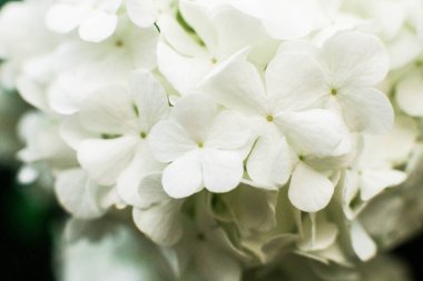 Bir eflatun çiçekler yakın çekim bir fotoğraf.