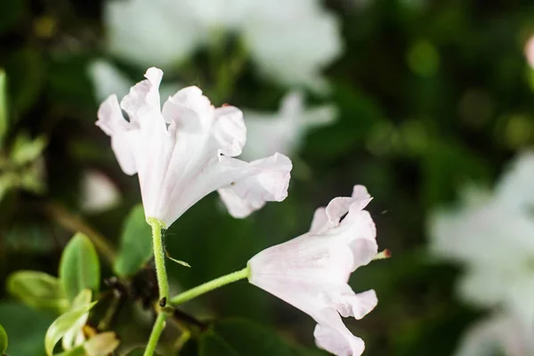 Kiev Ucrania Mayo 2018 Foto Hay Flores Lirio Jardín —  Fotos de Stock