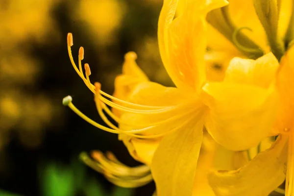 Kiev Ukraine Mai 2018 Auf Dem Foto Sind Lilienblüten Garten — Stockfoto