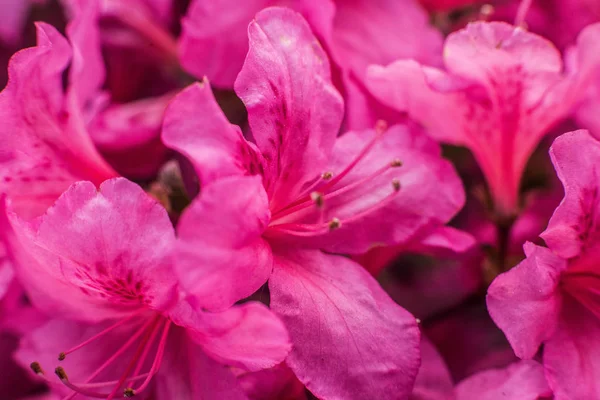 Kiev Ukraine Mai 2018 Auf Dem Foto Sind Lilienblüten Garten — Stockfoto