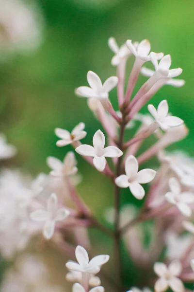 Fiori Fotografia Lilla Vicino — Foto Stock