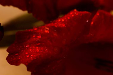 Fotoğraf bir close-up bir çiçek yaprağı üzerinde hangi yağmur damlaları gösterir..