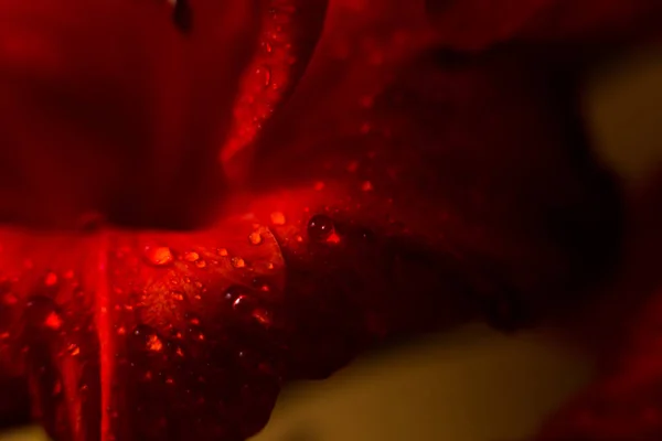 Foto Mostra Close Uma Pétala Flor Qual Gotas Chuva — Fotografia de Stock