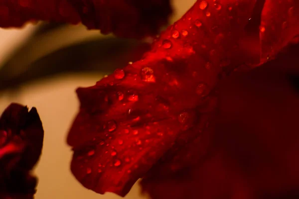 Foto Mostra Close Uma Pétala Flor Qual Gotas Chuva — Fotografia de Stock