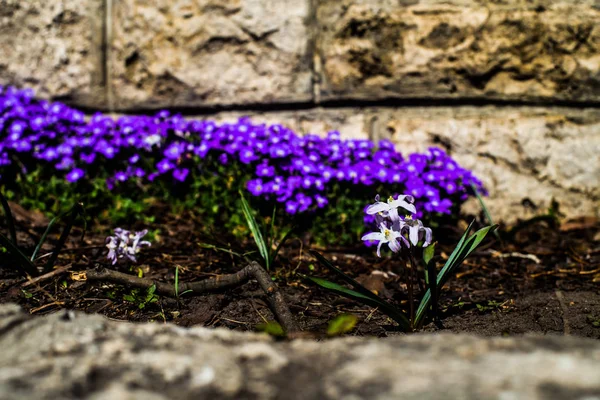 Violet Flower Flowerbed — Stock Photo, Image