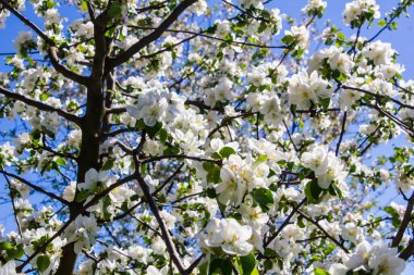 Kiev/Ukrayna - 29 Nisan 2018: Elma ağacı çiçek parkta